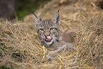 Eurasian Lynx cub