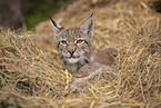 Eurasian Lynx cub