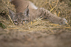 Eurasian Lynx cub
