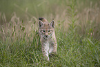Eurasian Lynx cub