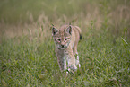 Eurasian Lynx cub