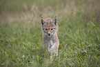 Eurasian Lynx cub
