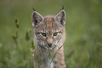 Eurasian Lynx cub