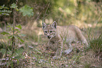 Eurasian Lynx cub