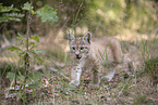 Eurasian Lynx cub