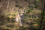 Eurasian Lynx cub