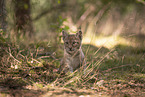 Eurasian Lynx cub
