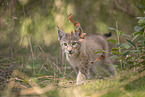 Eurasian Lynx cub