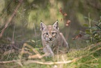 Eurasian Lynx cub