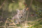 Eurasian Lynx cub