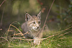 Eurasian Lynx cub