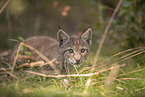 Eurasian Lynx cub