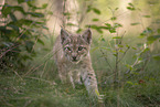 Eurasian Lynx cub