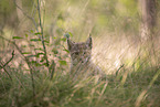 Eurasian Lynx cub