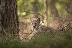 Eurasian Lynx cub