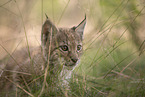 Eurasian Lynx cub