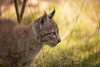 Eurasian Lynx cub