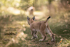 Eurasian Lynx cub