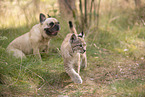 animal friends