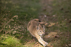 Eurasian Lynx cub