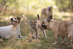 animal friends