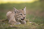 Eurasian Lynx cub