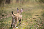 Eurasian Lynx cub