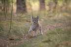 Eurasian Lynx cub