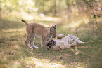animal friends