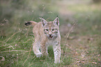 Eurasian Lynx cub