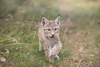 Eurasian Lynx cub