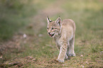 Eurasian Lynx cub