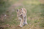 Eurasian Lynx cub