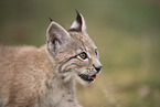 Eurasian Lynx cub
