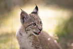 Eurasian Lynx cub