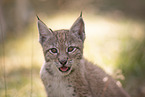Eurasian Lynx cub