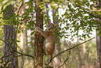 Eurasian Lynx cub