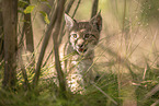 Eurasian Lynx cub