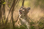 Eurasian Lynx cub