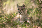 Eurasian Lynx cub