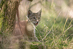 Eurasian Lynx cub