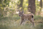 Eurasian Lynx cub