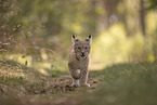 Eurasian Lynx cub