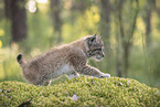 Eurasian Lynx cub