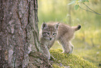 Eurasian Lynx cub
