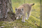 Eurasian Lynx cub