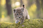 Eurasian Lynx cub