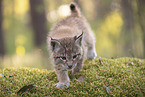 Eurasian Lynx cub