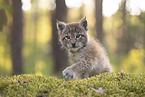 Eurasian Lynx cub
