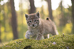Eurasian Lynx cub
